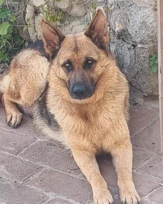 CUCCIOLI PASTORE TEDESCO.pura razza