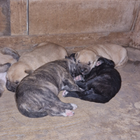 Cuccioli caucasus e maremmano