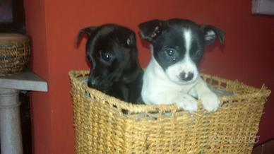 Cuccioli maltese/ jack Russell