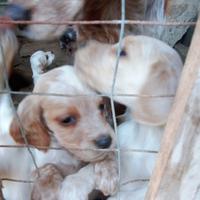 Cuccioli di cani da caccia