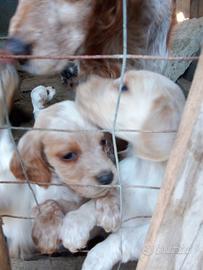Cuccioli di cani da caccia