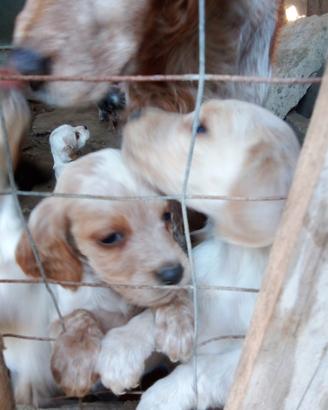 Cuccioli di cani da caccia