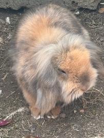 Coniglio Ariete Maschio