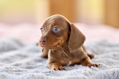 Cuccioli bassotto cioccolato