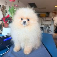 Spitz di pomerania