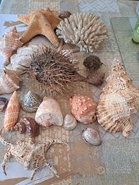 collezione conchiglie  con corallo e pesce pall