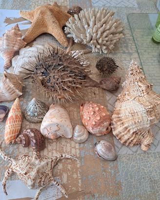 collezione conchiglie  con corallo e pesce pall
