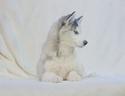 siberian-husky-maschio-koda