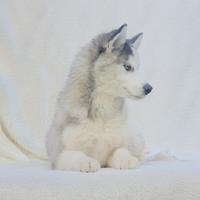 Siberian Husky Maschio