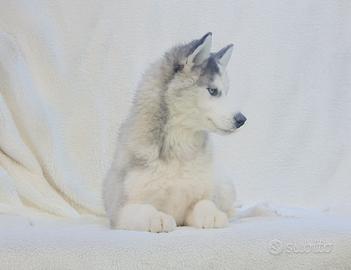 Siberian Husky Maschio