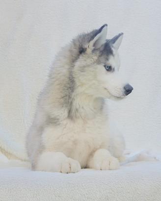 Siberian Husky Maschio