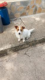 Femmina di jack russell