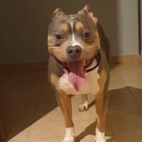 Disponibile per monta