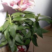 4 piante di lilium 