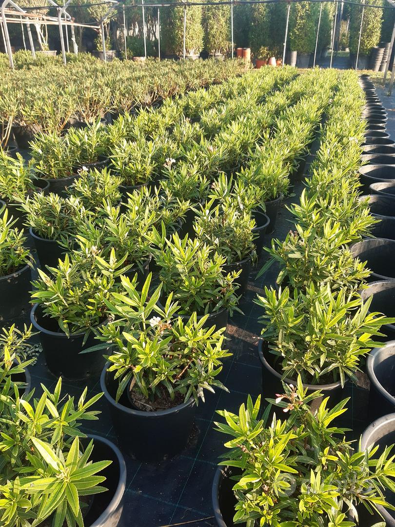Oleandro nano colore crema salmone - Giardino e Fai da te In vendita a