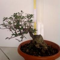 Bonsai di olivastro 