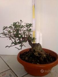 Bonsai di olivastro 