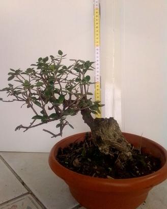 Bonsai di olivastro 