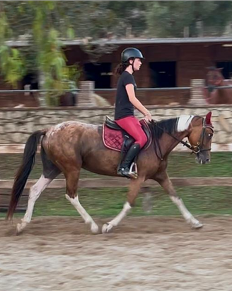 Pony da salto