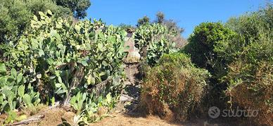 Terreno Edificabile - Paternò