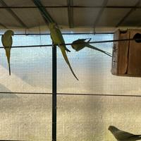 Parroccheti dal collare