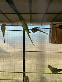 Parroccheti dal collare