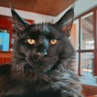 Maschio Disponibile per accoppiamento