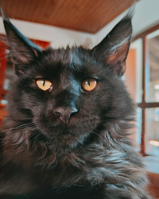 Maschio Disponibile per accoppiamento