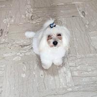 Maltese per monta / accoppiamento