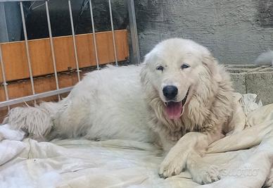 Meravigliosi cuccioli Pastore Abruzzese Maremmano