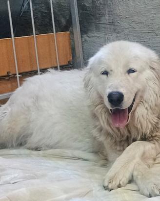 Meravigliosi cuccioli Pastore Abruzzese Maremmano
