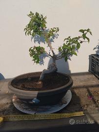 Bonsai di Bouganvillae