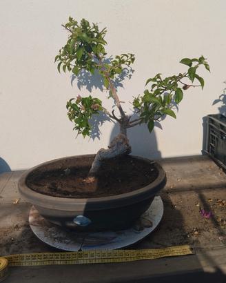 Bonsai di Bouganvillae