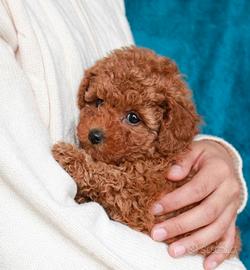 Jonny Barboncino mini toy Italiano- anche a rate