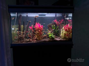 Acquario