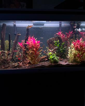 Acquario