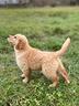 colorado-golden-retriver-americano