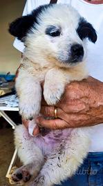 Romolo: cucciolo