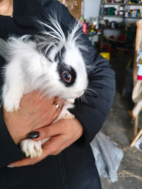 Coniglietto Nano Testa di Leone