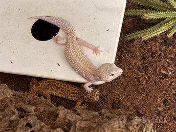 Teca con due gechi leopardini