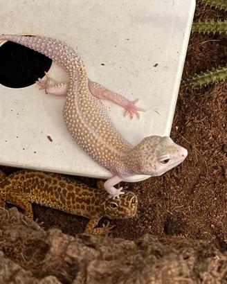 Teca con due gechi leopardini
