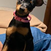 Zwergpinscher di due mesi