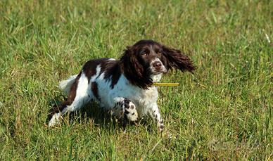 Springer Spaniel inglese
