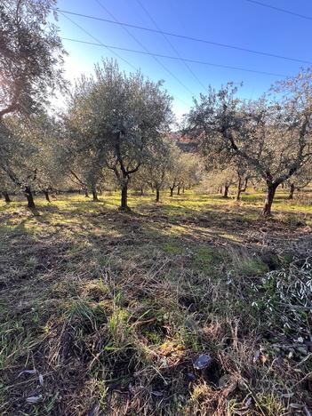 Terreno con olivi a San Pancrazio