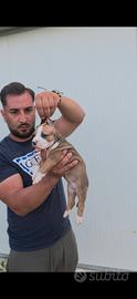 American pitbull terrier ukc
