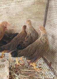 Galli e galline di 3 mesi Livorno collo oro