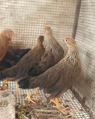 Galli e galline di 3 mesi Livorno collo oro