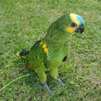 Ara Ararauna,Cenerini,Amazzoni,Ecletti,Cacatua