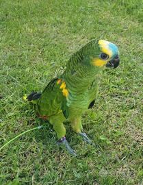 Ara Ararauna,Cenerini,Amazzoni,Ecletti,Cacatua