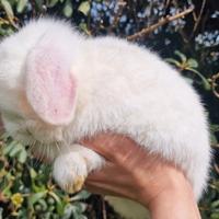 Coniglio minilop maschio adulto